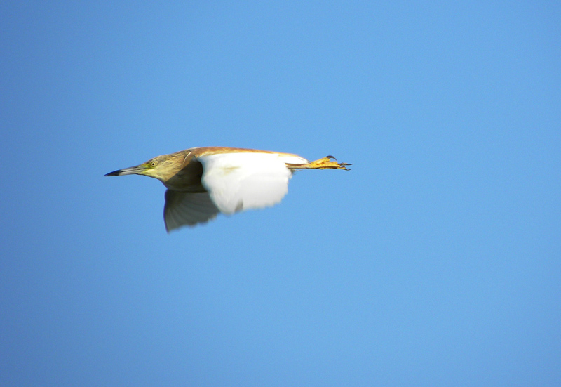 Sgarza ciuffetto in volo